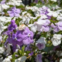 5月(2)の散歩