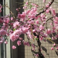 大阪鶴見区桜