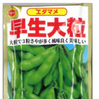 枝豆・1年前のタネの発芽
