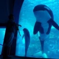 2010/11/3-4　ついにナミと初対面（名古屋港水族館）