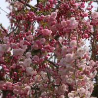北海道の遅い春の桜11-1