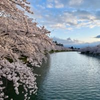 弘前公園の桜まつり🌸
