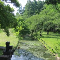 公演散歩　菖蒲祭り開催中の水元公園へ