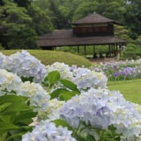 岡山後楽園～2025年6月15日