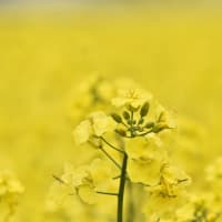 黄色い世界…菜の花畑