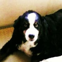 ゲン（バーニーズマウンテンドッグ）の写真