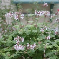春蘭と庭の草花と里山の風景と少し洋らんの花