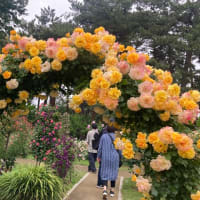 前橋バラ園2025