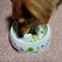 【　うたちゃんお風呂　】ミニチュアダックスフンド　家族