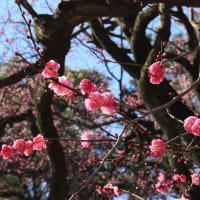 公園の紅梅が満開（？）