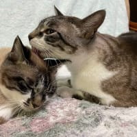 暑くなった～