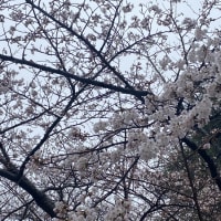 「あっ。桜、咲いた！」278