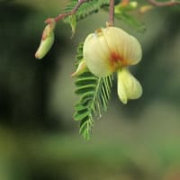 散歩道の花