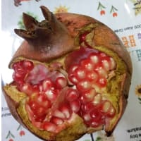 ザクロ
