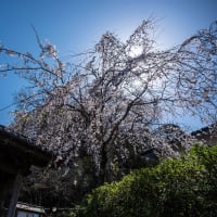桜暦2023【安国論寺】青い空の中の桜