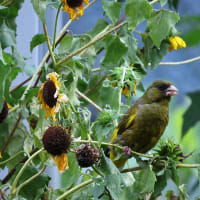ひまわりの花にはカワラヒワ
