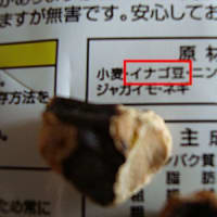 イナゴ豆 うさぎのうー吉