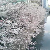 満開の桜　＆　JULEPS