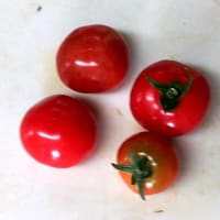 トマト一部収穫