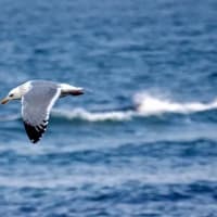 06/26探鳥記録写真：2025年３月に出会った鳥たち②
