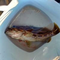 イサキ１０匹の予定でしたが・・・珍魚連発(^O^)／