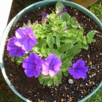 サフニィの花
