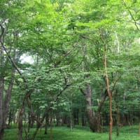 富士北麓の草原を散策　令和7年6月22日