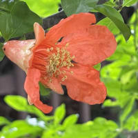 柘榴の花