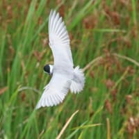 白い鳥 51qvF5gKFfL.jpg_BO30,255,255,