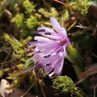 高ボッチ高原・鉢伏山で最近咲いている花　ショウジョウバカマ（猩々袴）
