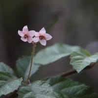 ヤブコウジ