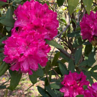 京都府立植物園　桜とチューリップと