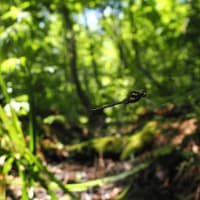 サラサヤンマーその1