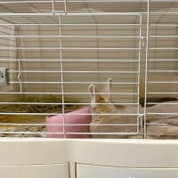 もたれるミロろん。