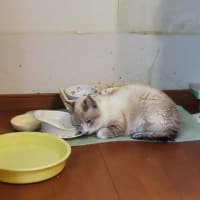 近江神宮　日時計　ピピチンワープ