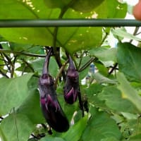 夏野菜に異変！