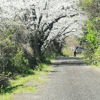 島の釣りやら桜やら