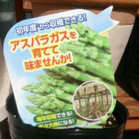 アスパラ。