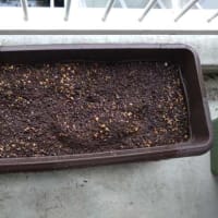 スナップエンドウの収穫とキューリの植え替え