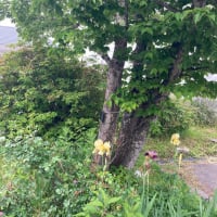 雲上のホテルに泊まりました