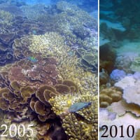 アンダマン海水温上昇で珊瑚礁が絶滅の危機