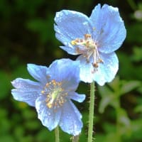 ヒマラヤの青いケシのお花見に行ってきました。