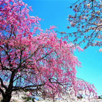 🐉🌈春爛漫の【羊山公園】光景美❢❢