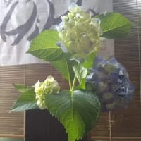 最後に　紫陽花