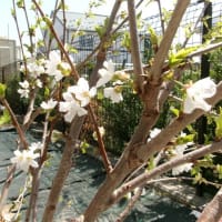桃と桜のお花見