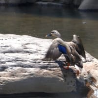 カルガモ