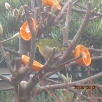 メジロさんが　来てくれました
