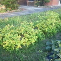春じゃがいもの芽欠き苗の収穫です