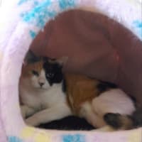 ミケコのその後