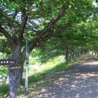 入梅間近の花々と奈良「山野辺の道」歩き①